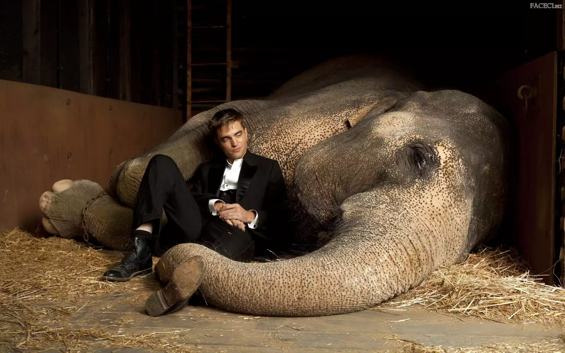 Garnitur, Trąba, Mężczyzna, Słoń